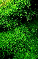 piante vere vive pianta per acquario acqua dolce tropicale muschio di java giava