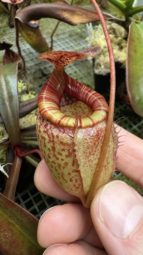 Nepenthes peltata tenuis - x,