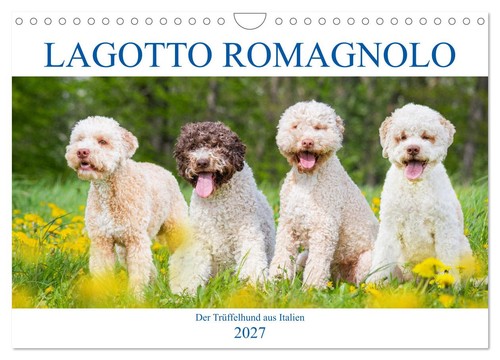 Lagotto romagnolo der - lagotto,
