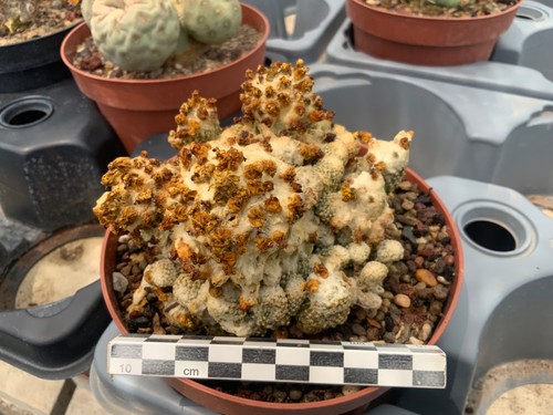 198 copiapoa laui - 198,