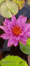 Rizoma  di Ninfea PURPLE ZEBRA