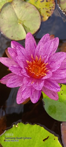 Rizoma ninfea purple zebra - ,