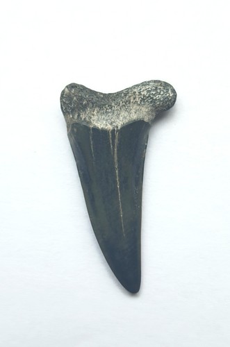 Otodus denti squalo - otodus,