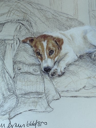 Stampa cane jack russel - jack,