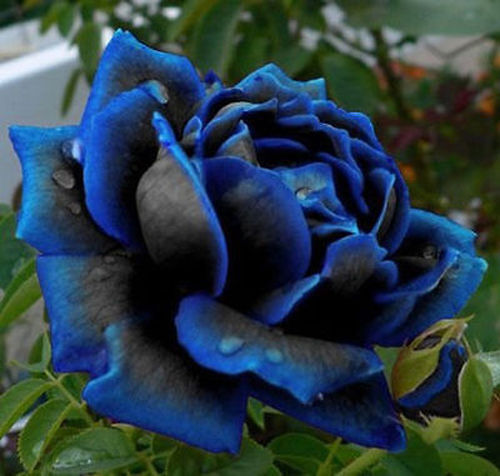 Rosa blu cobalto - blu, cobalto,