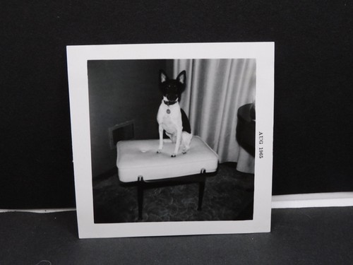 Toy fox terrier sgabello a - sgabello,