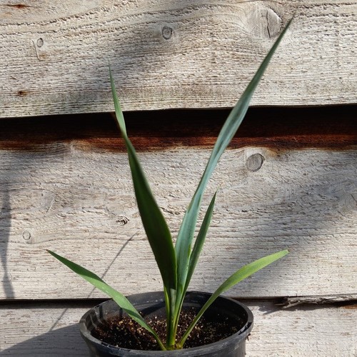 Yucca faxoniana litri vaso - 3,