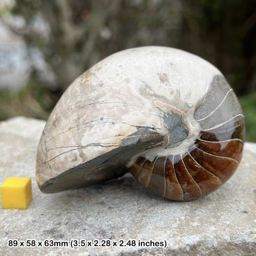 Nautilus fossil cretaceous - -,