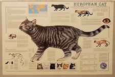 (PRL) 1992 EUROPEAN CAT GATTO