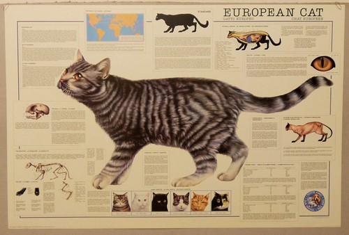 1992 european cat gatto - european,