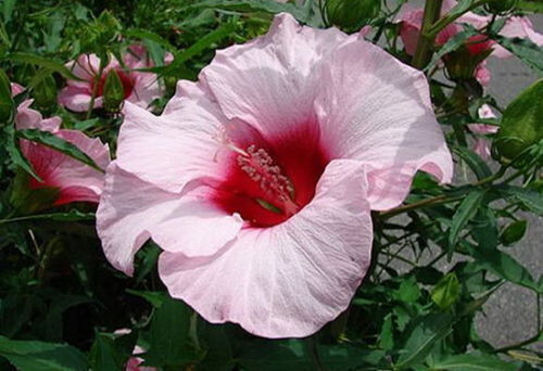 Semi hibiscus lady - 25-semi, 'lady