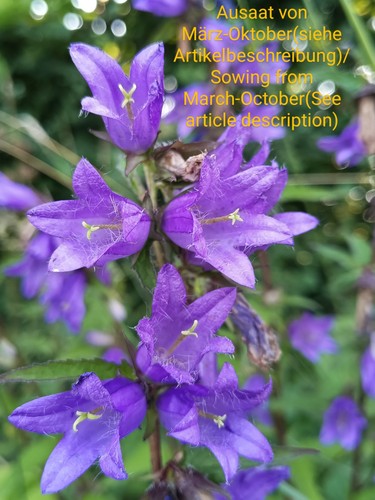 Campanula foglie ortica - di,