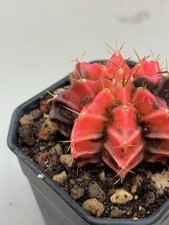 Gymnocalycium mihanovichii