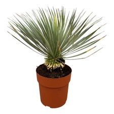 Yucca Rostrata su gambo