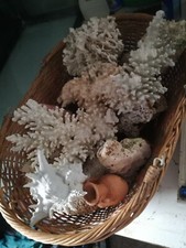 Acc. Acquario marino Rocce 