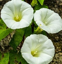 Ipomoea tricolore morning - tricolore,