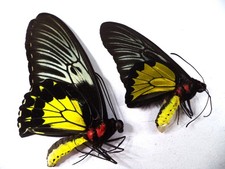 FARFALLE/ORNITOTTERI T RHADAMANTHUS NON MONTATI, N. 5, COPPIA.