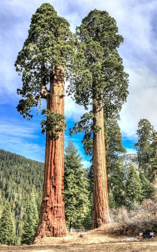 Sequoiadendron giganteum