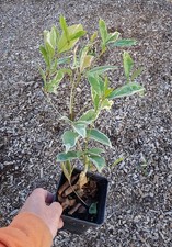 Osmanthus fragrans 'Variegata'