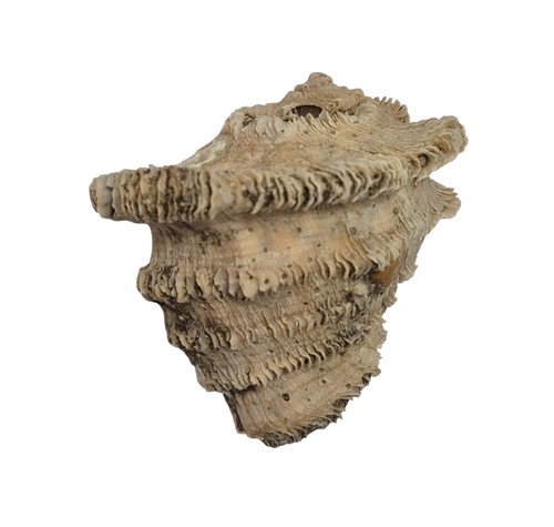 Conchiglia shell neorapana - conchiglia,