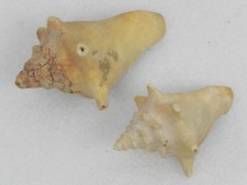 Vecchia Conchiglia Antica