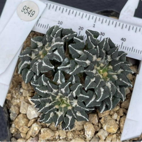Cactus succulento ariocarpus - cactus,