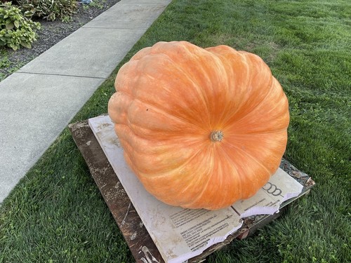 Semi zucca gigante - di,