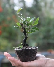 Prebonsai Quercia