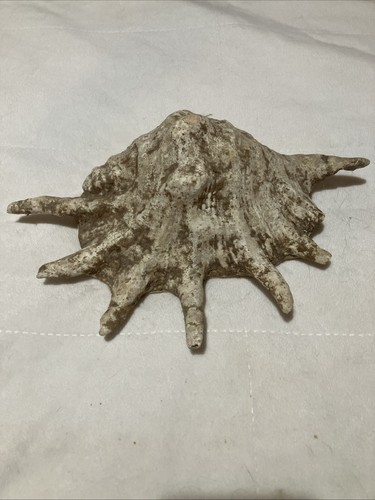 Conchiglia gigante kili - 1.2,