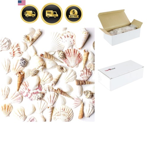Conchiglie miste mare spiaggia - conchiglie,