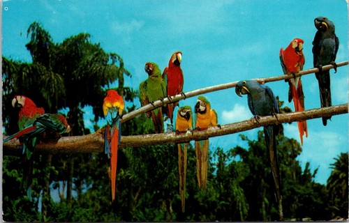 Cartolina sarasota florida - cartolina, fl