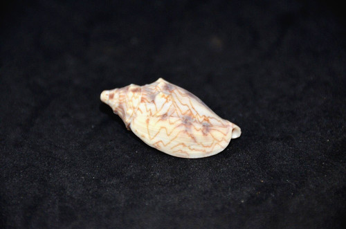 Specimen odontocymbiola - specimen,