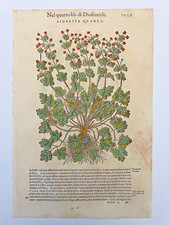 MATTIOLI Xilografia 1500 Botanica Erbario Piante "SIDERITE QVARTA"