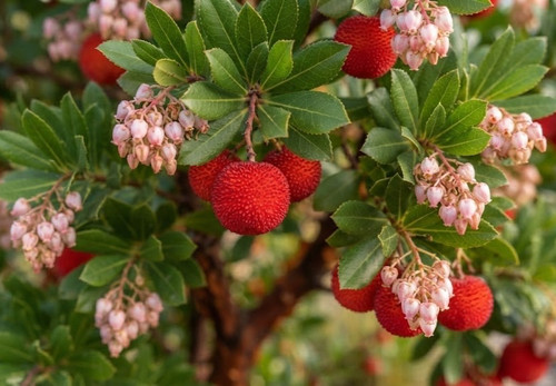 Arbutus unedo rubra - arbutus, _
