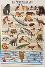 L'EVOLUZIONE DELLA VITA IN DIAGONALE RARO POSTER DIDATTICO AUTENTICO 1994