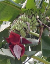 Musa acuminata | Cavendish