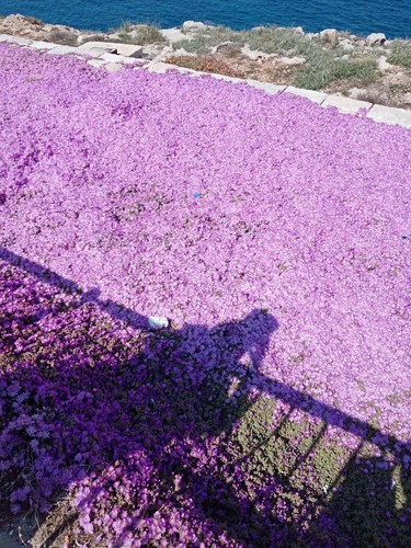 Barba giove drosanthemum - di,