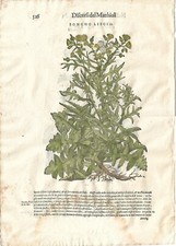 Stampa antica MATTIOLI