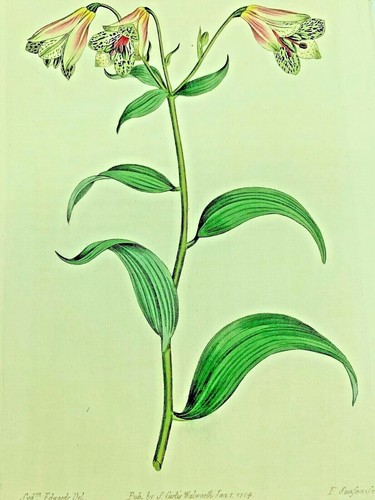 Piante alstrcemeria - piante,