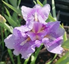 n.1 pianta di Iris Sibirica var. Pink Parfait - pianta in vaso 14 cm, fiore rosa