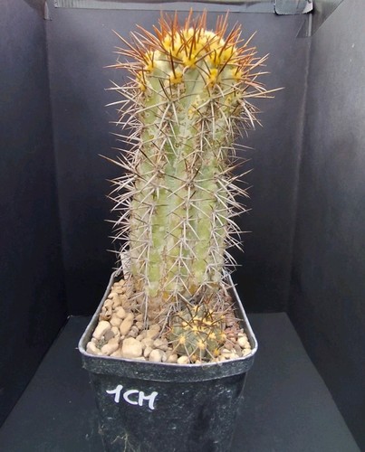 Copiapoa marginata own roots - copiapoa,