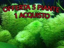 Gran mix piante acquario - mix, 5