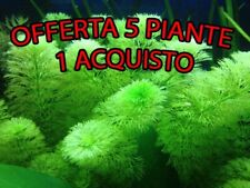 Offerta mix piante acquario 5 piante in 1 lemna, sessiflora, marimo, egeria