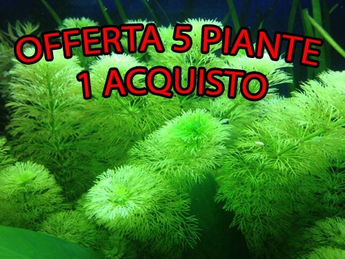 Offerta mix piante acquario - , 5