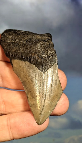Megalodon shark fossil tooth - shark,