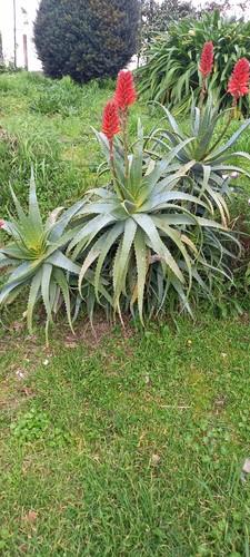 Pianta aloe arborescens 100 - , 100%