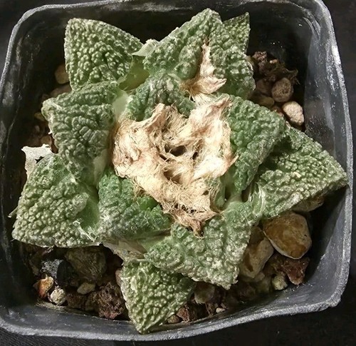 Ariocarpus super godzilla - ariocarpus,