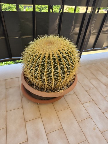 Echinocactus grusonii - echinocactus,