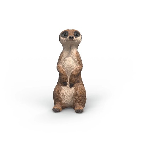 Suricato animali wild life - suricato,