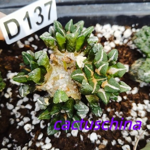 radicato!!-----Ariocarpus-Copi